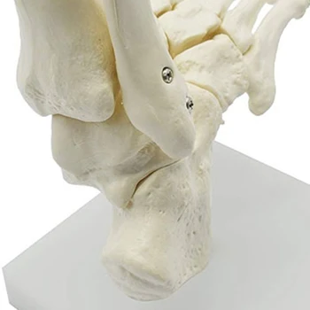 1: 1 Emberi csontváz láb anatómiai modell Láb és boka szárral Anatómiai modell Anatómiai tananyagok