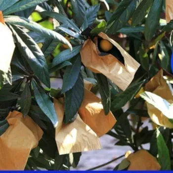 100PCS gyümölcsvédő táska Madárvédelmi termesztő zsákok Mothproof vízálló táskák Kultiváló faiskola Gyümölcsápoló eszköz