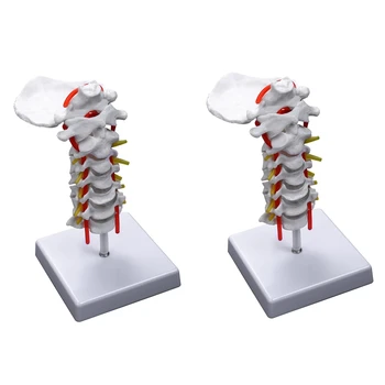 2X nyaki csigolya artéria gerinc gerincvelői idegek anatómiai modell anatómiai anatómia a tudomány tantermi tanulmányi tanítási modell
