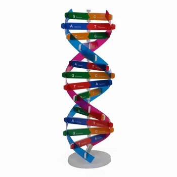 DNS-modellek Kettős spirál modell komponensek Tudomány Oktatás Oktatási eszköz a DNS összeállításához Kijelző Korai oktatási játékok