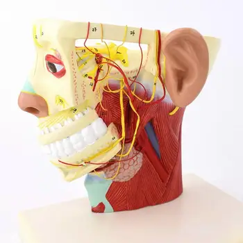 Emberi arc mély neuromorfológia nyakmodell orvosi iskola