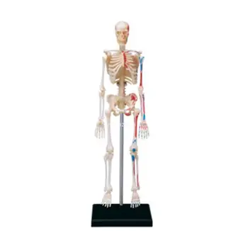 Mini emberi csontváz modell anatómiai orvosi oktatóeszköz diákgyerek dropshiphez