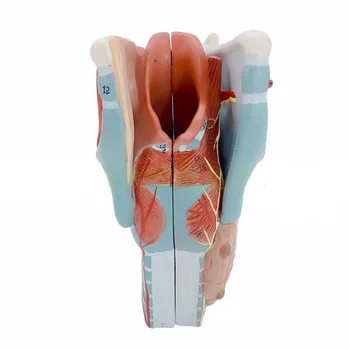 Orvosi kellékek Model 5 rész Gége Torok anatómia Emberi anatómiai gége Címkézett modell Oktatási segédeszközök Ingyenes postaköltség