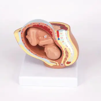 PVC Emberi női medenceszakasz Terhesség anatómiai modell Orvosi medence anatómia