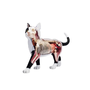 Állati szerv anatómiai modell 4D macska intelligencia összeszerelése játék tanítása anatómiai modell DIY népszerű tudományos készülékek